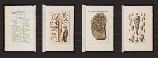 Michel Joseph Speeckaert, Oryctographie de Bruxelles ou description des fossiles (1784) | Universiteitsbibliotheek Leuven
